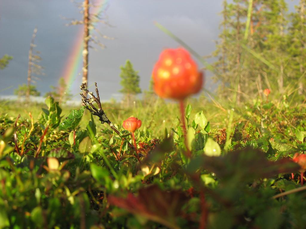 Valkojan Naturby - Timber Hébergement de vacances