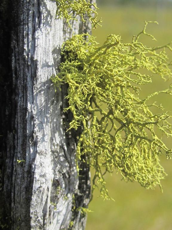 Valkojan Naturby - Timber Vemdalen